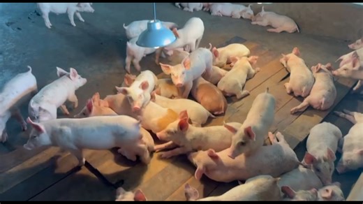 1.7K views · 29 reactions | Baby Pigs Funny #pig #pigs #piglet #funnypig #pigsofinstagram #farming #cute #animals #minipig #oink #vralreelsシ #pigsofinstagram #farmanimals #piggy#piggies #babyanimals #funnypics #pigslife #animalfight | Gemma | Facebook