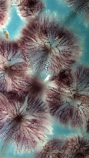 𝓐𝓵𝓰𝓸𝓵𝓸𝓰𝓲𝓳𝓪 𝓑𝓯 on Instagram: "Dan algi - zelena avantura za najmlađe Da li ste znali da bez algi ne bi bilo ni naše Planete? Da li ste znali da alge proizvode čak trećinu kiseonika koji udišemo? Neke alge svetle u mraku kao zvezde! Postoje zelene, crvene, braon, pa čak i zlatne alge! Od algi možemo da pravio hranu, kozmetiku i bioplastiku. U susret Danu algi pozivamo sve radoznale mališane da zajedno otkrijemo čudesni svet algi kroz zabavnu i edukativnu radionicu u Botaničkoj bašti "J