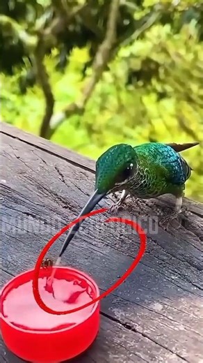 HOW DOES A HUMMINGBIRD EAT? 🐦🌼 #shorts #animal