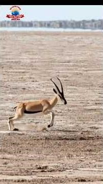 मृग मरीचिका | Mirage Problem Of Matrix