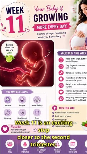 Week 11 Pregnancy | Baby Growing Fast & Tiny Movements Begin #pregnancy #baby #babygrowth
