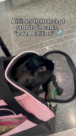 Yes! It is possible to fly with your bunny on a plane! I have made an extensive video on the step-by-step process of how to do this on our youtube channel. Please note: not every rabbit-friendly airline may be included in this list. It is your responsibility to check with an airline policy before booking your ticket. Airline policies may be subject to change. Let’s create a demand for allowing rabbits in cabin! They are harmless, small, odorless and are quiet. 💪💪💪✈️✈️✈️ #rabbit #bunny #travel