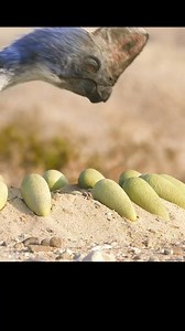 545K views · 7.9K reactions | Coke Movie2_#dinocrus #tiktok #Dinosaurs #Dinosaur #Paleontology #Prehistoric #Jurassic #Cretaceous #Triassic #Dino #DinoWorld | Rany online | Facebook