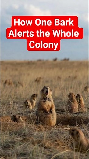 Prairie Dog Warning Call 🐾 | How One Bark Alerts the Whole Colony