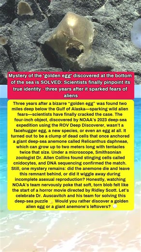 Scientists SOLVED the mystery of the “golden egg” 🧨 #oceanmystery #shorts