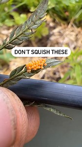 Lady bugs may be cute but their larval stage sure isn’t. #weird #ladybug #bugs #garden #gardening #gardening101 | Jacquesin.the.garden