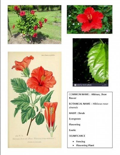 Hibiscus Botanical names