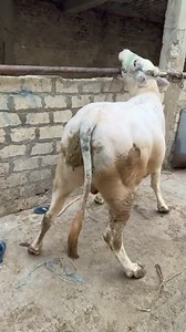 295K views · 3.2K reactions | #محمودابودهر 01032090005 تابع الصفحه واعمل لايك واستنه كل ماهو جديد وجديد فضلا وليس أمرا | سوقنا كل يوم | Facebook