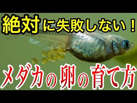 これで孵化率爆上がり！メダカの卵の成長過程とめだかの卵の管理方法まとめ