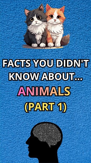 Some animals are way more intelligent than we imagine. Crows that build tools, octopuses using coconut shells as houses, monkeys washing their food… Nature is full of unbelievable behaviors. Follow me for more amazing animal facts! | MentalBoost | Facebook