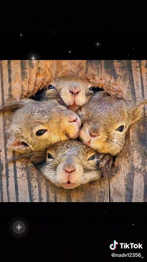 Squirrel Life: Exploring Their Natural Habitats