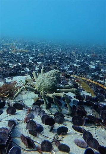 Replying to @divingdivaoc your tarantula must be gigantic #lajolla #lajollasandiego #lajollacove #lajollashores #diving