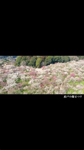 水戸市【公式】 on Instagram: "【第129回水戸の梅まつり】 今年も水戸の梅まつりの季節がやってきました🌸 水戸の春は梅の花から。 寒い日が続いていますが、ちらほらと咲き出す梅の花々が、水戸に少し早い春の訪れを告げてくれます。 早春の香りに誘われて花の旅に出かけませんか😊 ▼期間／令和7年2月11日（火・祝)〜3月20日（木・祝) ▼会場／偕楽園・弘道館 また、今年も期間中にさまざまのイベントが開催されます。新たな試みとして、偕楽園の創設者である徳川斉昭が偕楽園内に表現した『陰と陽』の美しい世界観を体感していただけるライトアップイベント【偕楽園Ume The Lights】も開催します！ ぜひご来場いただき、お楽しみください😊 あなたが見つけた日常の中にある水戸の魅力的な写真を投稿してください。 ① まずは当アカウントのフォローをお願いします🙏 @mitocity_official ② 《#みとさんぽ 》と @mitocity_official のメンションをつけて、撮影した写真をどんどん投稿してくださいね🙌 ③ その中から素敵な写真をリポストします 素敵な写真