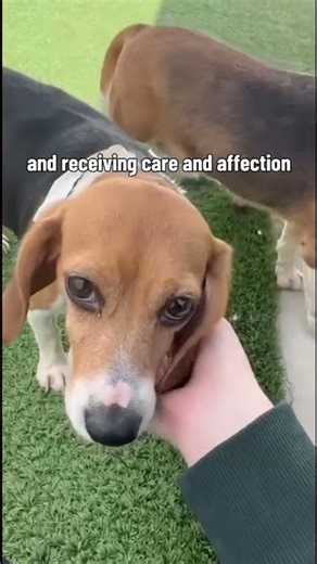 11 rescued beagles arrived at WSHS in Downers Grove, IL last week 🐾 ❤️‍🩹 #Beagles