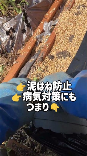 【ここで差がつく!?】野菜は植える前で決まります🌱!? #家庭菜園 #マルチシート #土づくり #防虫対策 #家庭菜園初心者 #野菜作り#農業 #畑づくり #ガーデニング #ウネラブ