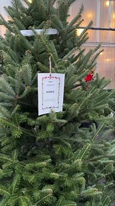 #christmastree Have you gotten a Christmas tree from us yet? If so, what was its name? #christmas #christmastree | Evergreen of Colonial Heights
