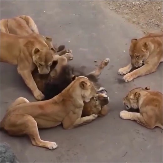 83K views · 258 reactions | ¿Qué le hace a un león femenino a un león macho? | Iglesia La luz Del Mundo En Suiza | Facebook