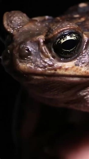 The toxic cane toad! 🐸 #frog #toxic #canetoad #bravewilderness | Brave Wilderness