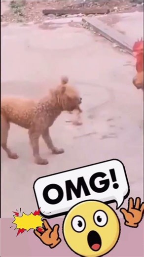 Dog vs Chicken!” #youtube #comedy #shortsfeed #shotsvideo #funnydog #pets #dog #chicken #ytshorts