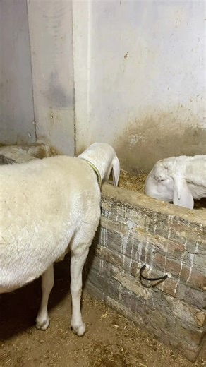 HM TV (@hm.tv42)’s videos with original sound - rimu_am