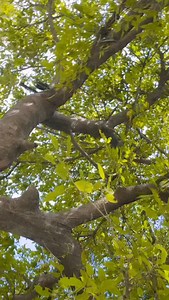 16K views · 752 reactions | Ye raja 來癩 | Punit Pyare | Facebook