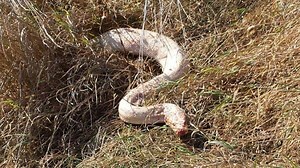 Vier Meter langer Python sonnt sich auf Feld in Hessen