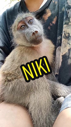 When you pretend to know all the words 😂🙊😛 Baboons use lip smacking as a means of communication 🐒 Niki can see herself in the phone and thinks she's talking to another baboon 😅 How beautiful 😍💕🐵 #foryou #notpets #viral #babybaboon #rapgod #rapgodchallenge #eminemchallenge