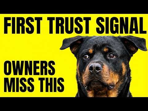 The First Thing Rottweilers Stop Doing When They Lose Trust