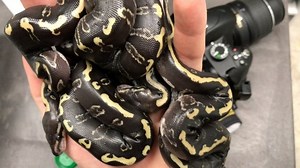 This GHI Leopard Mojave clutch was wild!! • #throwback #ballpythons #pythonsofinstagram #ballpythonbreeder #ballpython #reptiles | Ball Pythons 101