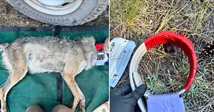 Effort underway to save endangered Mexican wolves