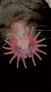4.8K views · 85 reactions | Virtually blind, the star-nosed mole relies on a super-sensitive schnozz to navigate its subterranean home and track down a meal. Its tentacled nose is a 100 times more sensitive than our fingertips, perfect for sniffing out tasty worms.⁣ ⁣⁣⁣⁣  : #CrazyMonsterDiggers ⁣ | Earth Touch TV | Facebook