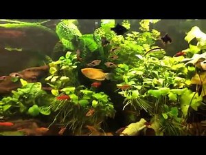 Eheim Professionel 4+ 600 - Review und Aufbau Part 2/2