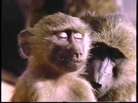 Really Wild Animals Swinging Safari