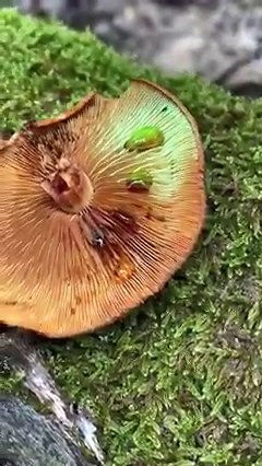 This is a rustgill mushroom (Gymnopilus penetrans) commonly found with a yellow-brown or tawny coloration. However, apply some potassium hydroxide solution to its gills and shine some UV and something curious occurs as it turns bright green. While we’re not entirely sure why this happens, it could be related to the fact that this mushroom has been used to dye clothes green and yellow. Not a bad use for a mushroom that’s so bitter it’s said to be inedible. Video Credit: Fascinated By Fungi | Evol