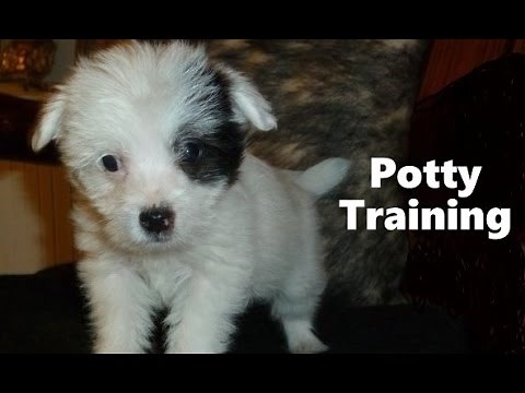 How To Potty Train A Jackapoo Puppy - Jackapoo House Training Tips - Housebreaking Jackapoo Puppies