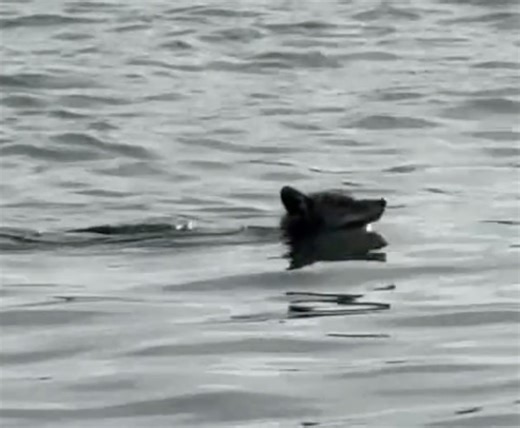 Coyote gets ‘much fatter’ while indulging in prison diet after making daring swim to Alcatraz