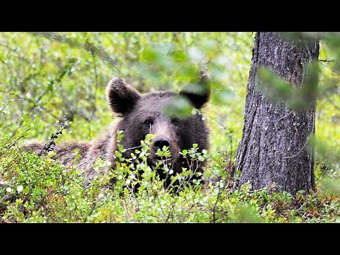 Overvåking av brunbjørn i Norge