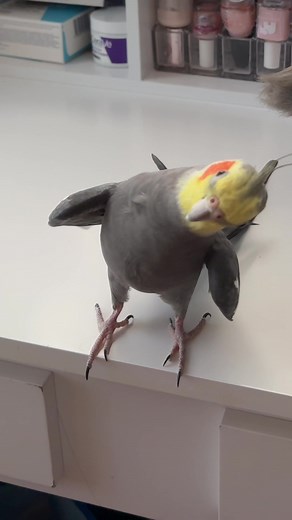 Understanding Cockatiel Head Tilting Signals