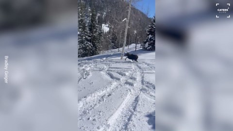 Crazy Moment Wild Moose Runs Out In Front Of Skier