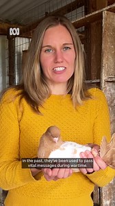 7.1K views · 43 reactions | Ever seen a pigeon dance? These South Australian pigeon fanciers are on a mission to improve their poor reputation by showing off some of their special talents. Read more: https://ab.co/4eVfhfI Choose your news on the ABC NEWS app and stay in the know: ab.co/abcnewsapp | ABC Rural | Facebook