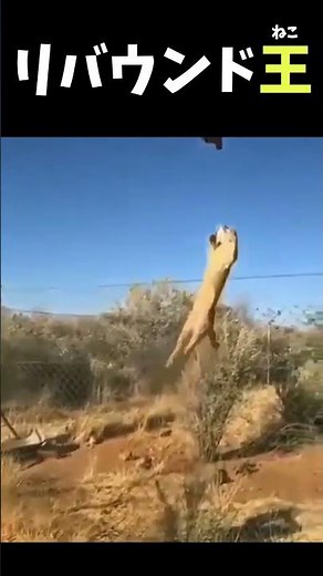 リバウンドを制する者は食事を制す