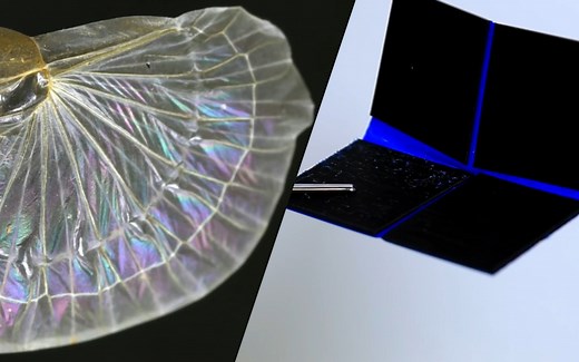 蠼螋翅膀结构的启发 Earwigs and the art of origami