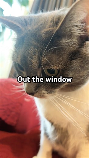 Throw everything out the window #catshorts #cat