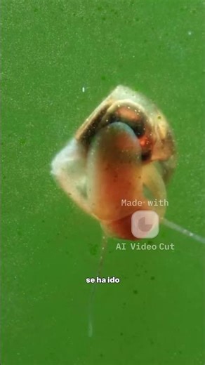 Microfauna en Acuarios Beneficios