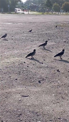 How the corvids act when food is finished,hanging around,guarding for more 😅