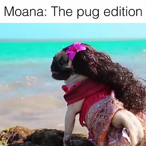 4.9M views · 68K shares | I would watch this 100 times Credit: Doug The Pug | VT | Facebook