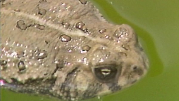 Texas family fights frogs in pool disaster (1983)