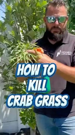 How to kill crab grass