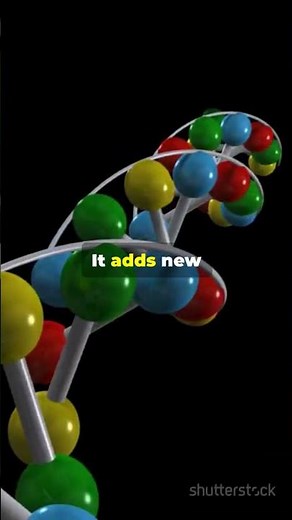 How DNA Replication Works