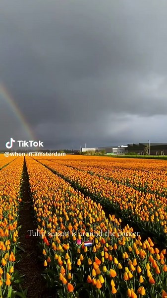 Amsterdam | travel op TikTok